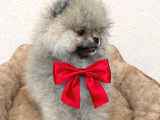Pomerian Boo Ayı Surat Dişi