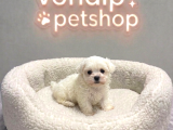 VONALP PET GARANTISIYLE 3 ADET MALTESE TERRİER