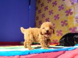 Muhteşem güzellikte toy poodle yavrularımız