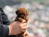 microteacup korea sper mini boy bebekler