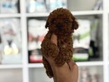 SAĞLIK KONTROLLERİ TAMAMLANMIŞ SOSYAL KOREA POODLE BEBEKLER