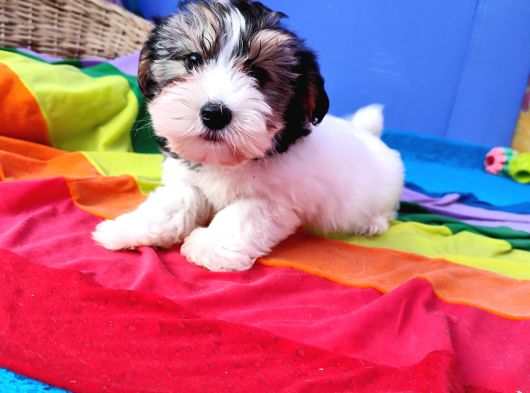 Neşe Kaynağı Orjinal Morkie Yavrularımız