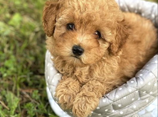 Güler Yüzlü Malti̇poo Yavrulari
