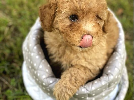 Güler Yüzlü Malti̇poo Yavrulari görsel