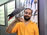 TAKLİTÇİ EĞİTİMLİ KONUŞAN JAKO PAPAĞANI