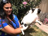 French Bulldog Yavrularım