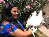 French Bulldog Yavrularım