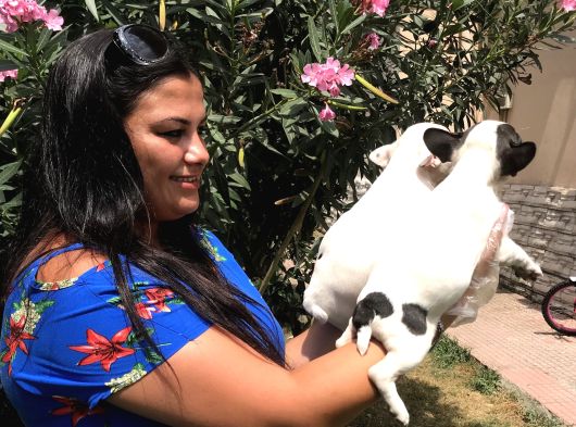 French Bulldog Yavrularım görsel