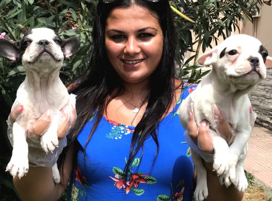 French Bulldog Yavrularım görsel
