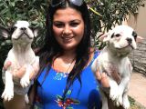 French Bulldog Yavrularım
