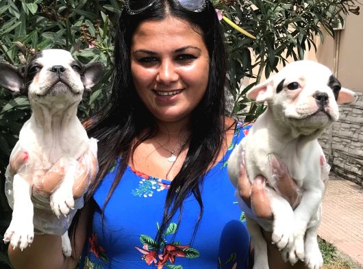 French Bulldog Yavrularım görsel