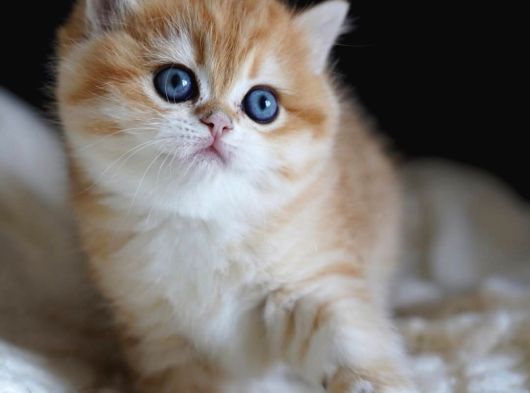 Altın yumoş Golden British Shorthair yavrumuz