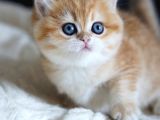 Altın Yumoş Golden British Shorthair Yavrumuz