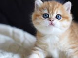 Altın Yumoş Golden British Shorthair Yavrumuz