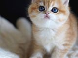 Altın Yumoş Golden British Shorthair Yavrumuz