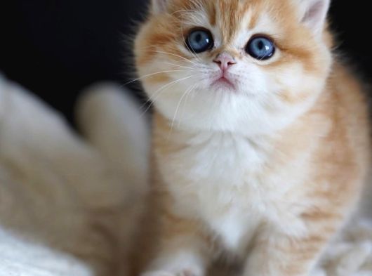 Altın Yumoş Golden British Shorthair Yavrumuz görsel