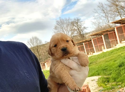 Dişi Erkek Golden Retriver Yavrularımız görsel