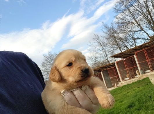 Dişi Erkek Golden Retriver Yavrularımız görsel