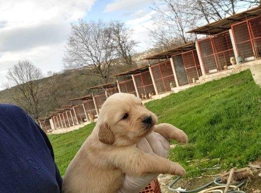 Dişi Erkek Golden Retriver Yavrularımız görsel