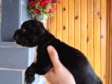 Mükemmel French Buldog Bebekler
