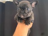 En İyi̇leri̇nden Exoti̇c Merle French Bebekler