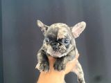 En İyi̇leri̇nden Exoti̇c Merle French Bebekler