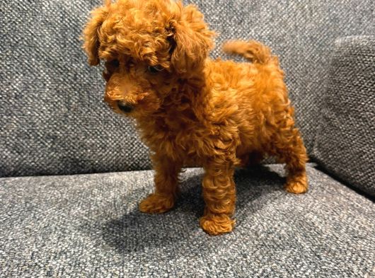 Kore Kan Poodle Kg Garantili görsel