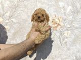 Renk renk Toy poodle yavrular