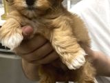 Uygun Maltipoo Yavrularımız