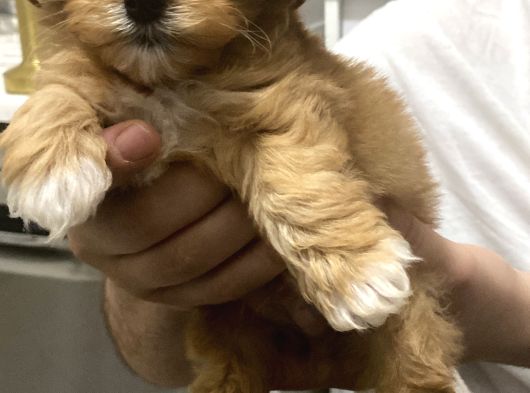 Uygun Maltipoo Yavrularımız görsel