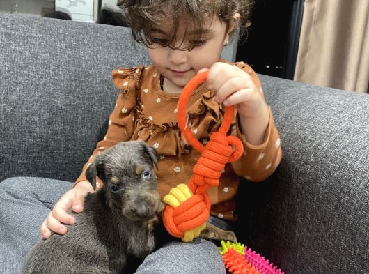 Blue Doberman Dişi görsel