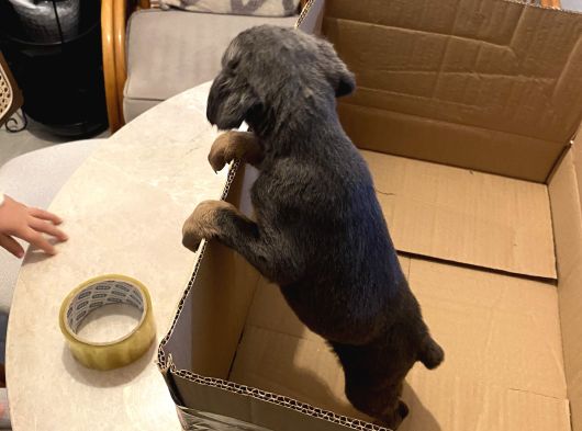 Blue Doberman Dişi görsel