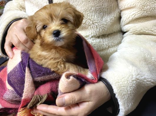Uygun Maltipoo Yavrularımız