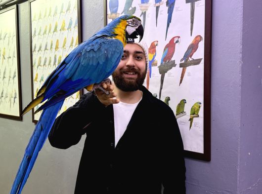 Full Eği̇ti̇mli̇ Sarilaci̇vert Macaw Papağanimiz görsel