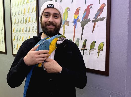 Full Eği̇ti̇mli̇ Sarilaci̇vert Macaw Papağanimiz görsel