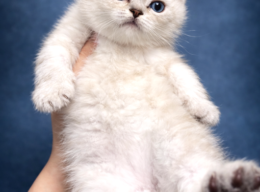Şeker Gibi British Shorthair Safkan Yavru görsel