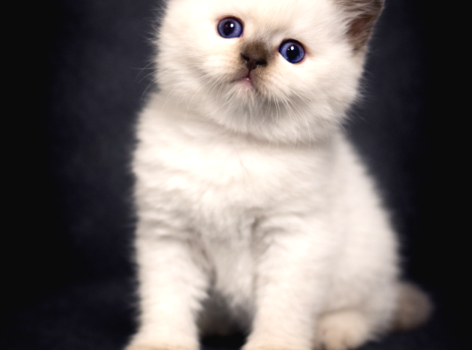 Muhteşem Güzellikte British Shorthair Yavru