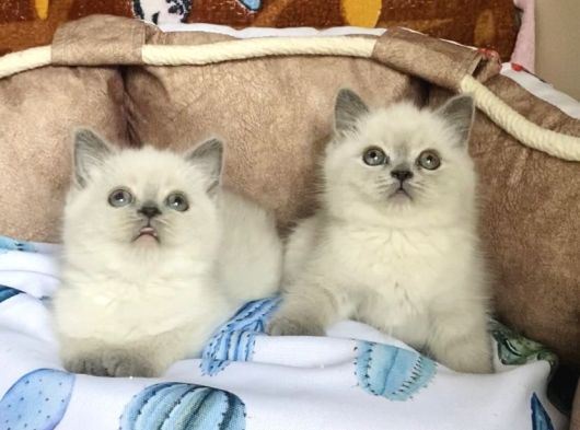 A Kalite Point - Blue British Shorthair Bebeklerim görsel