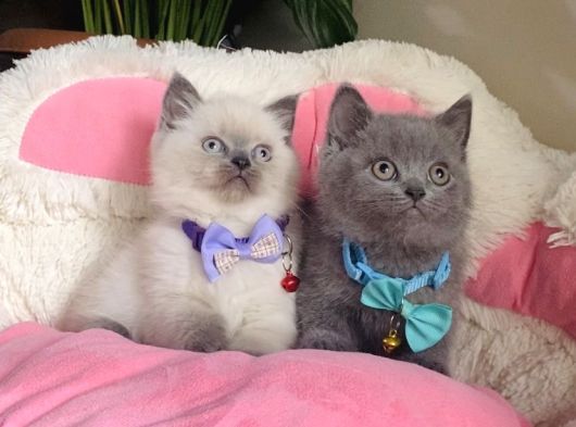 A Kalite Point - Blue British Shorthair Bebeklerim görsel