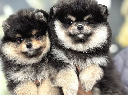 Petmode Köpek Çiftliğinde Ziyarete Açık Pomeranian görsel