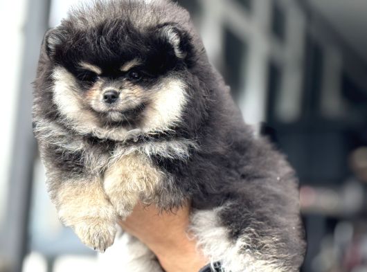 Petmode Köpek Çiftliğinde Ziyarete Açık Pomeranian