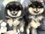 Petmode Köpek Çiftliğinde Ziyarete Açık Pomeranian