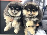 Petmode Köpek Çiftliğinde Ziyarete Açık Pomeranian