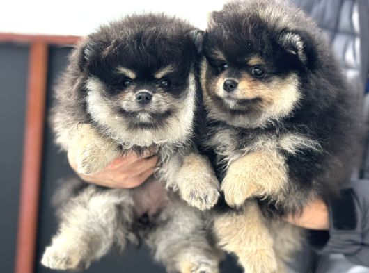 Petmode Köpek Çiftliğinde Ziyarete Açık Pomeranian görsel