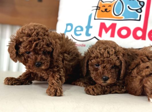 Petmode Köpek Çiftliğinden Tea Cup Kore Poodle Yavrular görsel