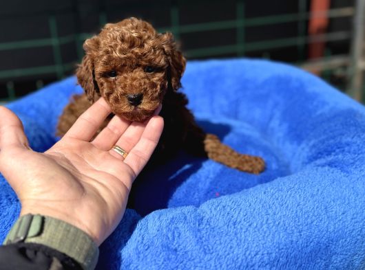Petmode Köpek Çiftliğinden Tea Cup Kore Poodle Yavrular görsel