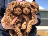 Petmode Köpek Çiftliğinde Aktif 10 Adet Toy Poodle