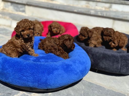 Petmode Köpek Çiftliğinde Aktif 10 Adet Toy Poodle görsel