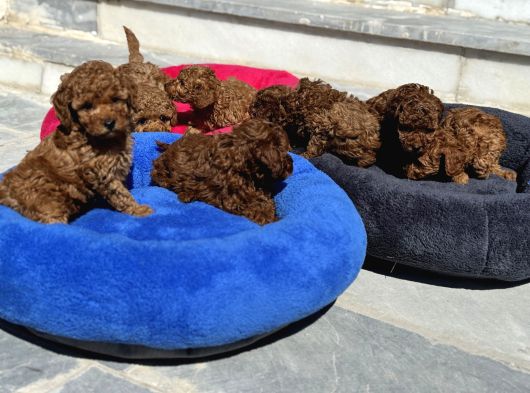 Petmode Köpek Çiftliğinde Aktif 10 Adet Toy Poodle görsel