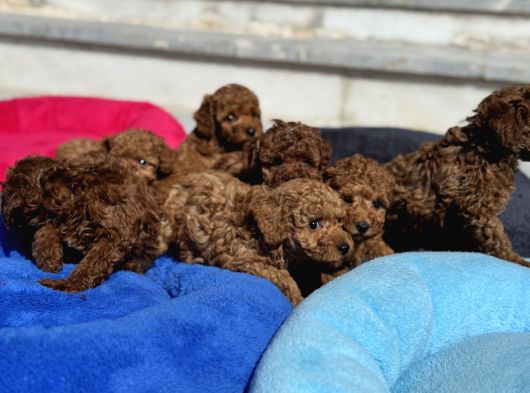 Petmode Köpek Çiftliğinde Aktif 10 Adet Toy Poodle görsel